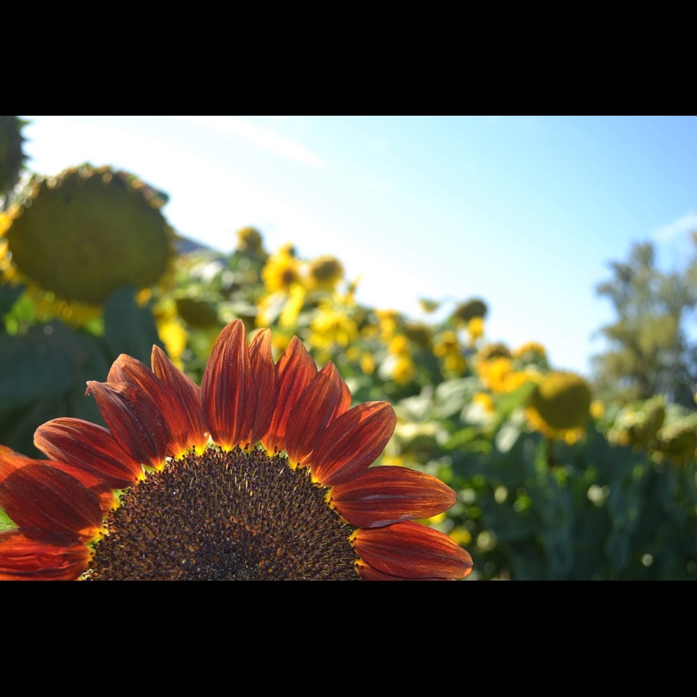 Meet your Posher, Jaja